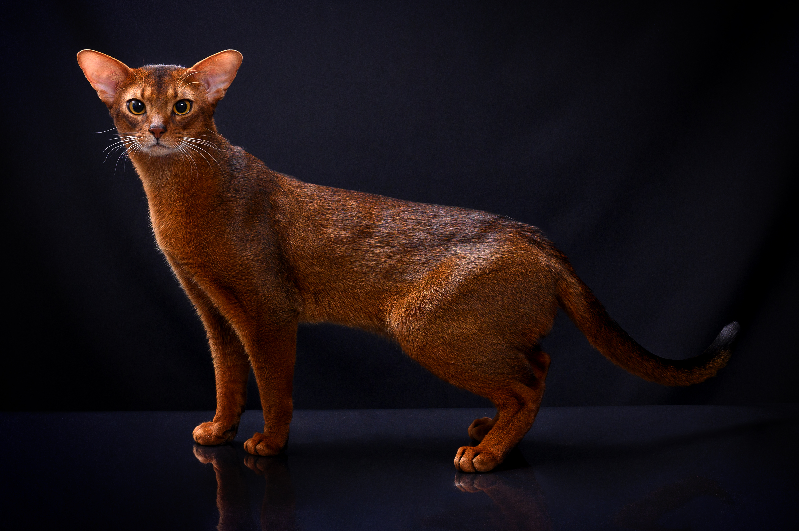 Dika Divizija Zhelannyj Podarok Galaxyaby